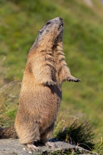 Alpine marmot
