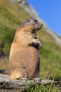 Alpine marmot
