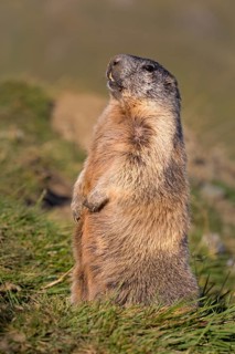 Alpine marmot