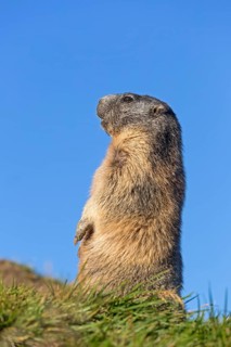 Alpine marmot