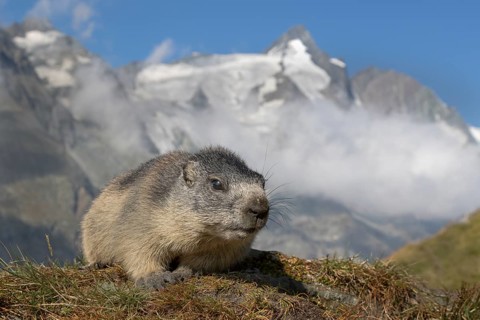 Young Alpine marmot