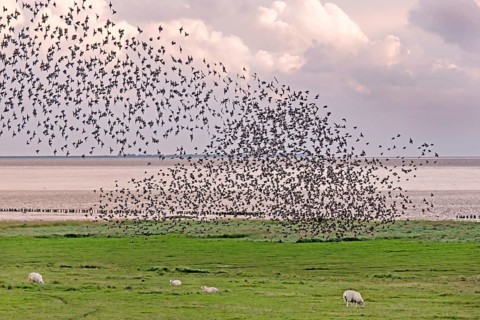 Flock of starlings