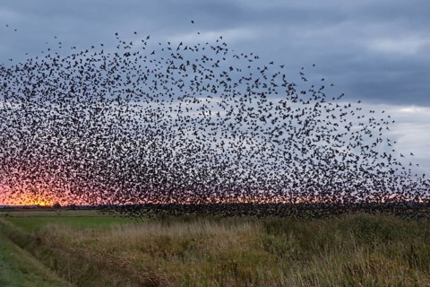 Flock of starlings