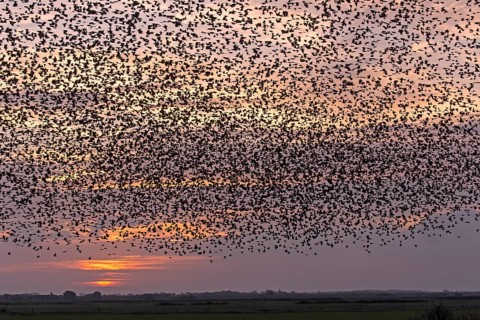 Flock of starlings