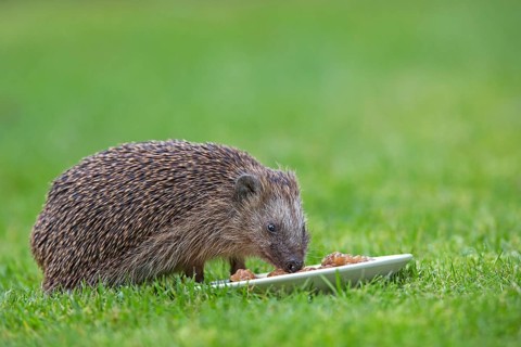 Hedgehog