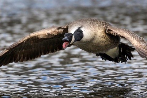 Canada Goose
