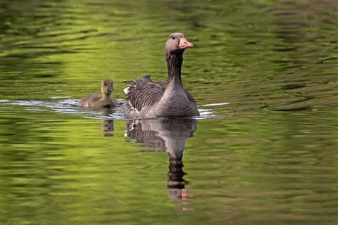 Greylag Goose