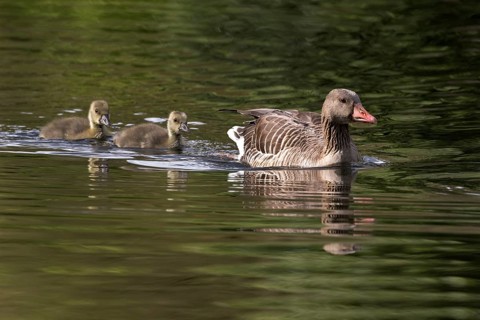Greylag Goose