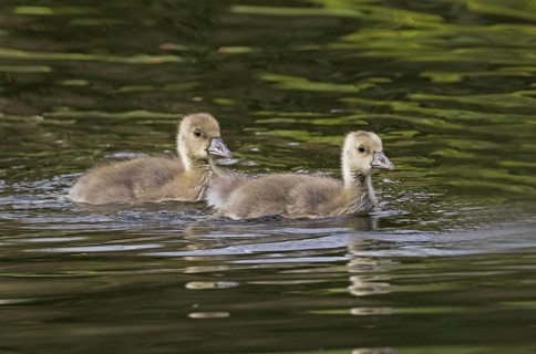 Greylag Goose