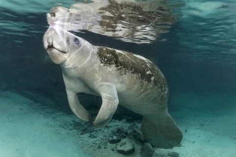West Indian manatee or sea cow