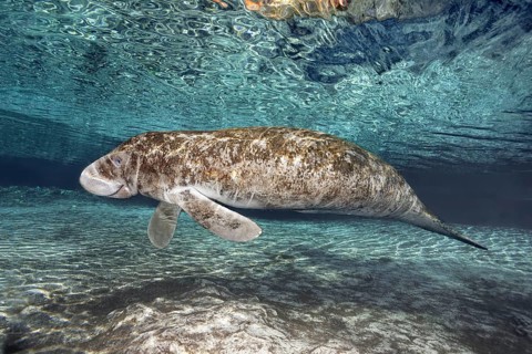 West Indian manatee or sea cow