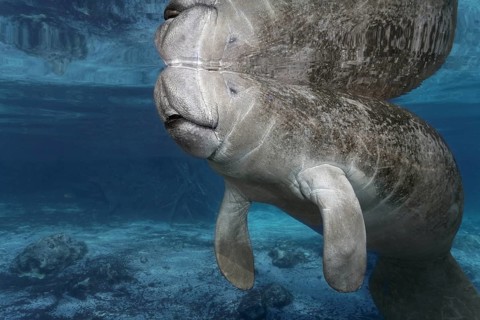 West Indian manatee or sea cow