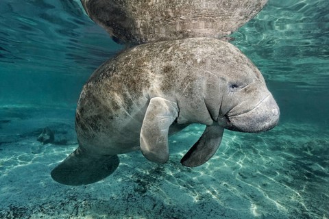 West Indian manatee or sea cow
