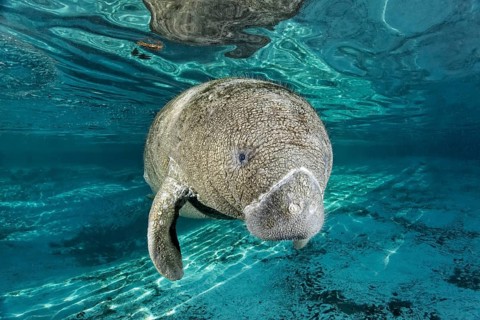 Young West Indian manatee or sea cow
