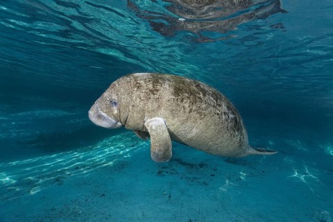 Young West Indian manatee or sea cow