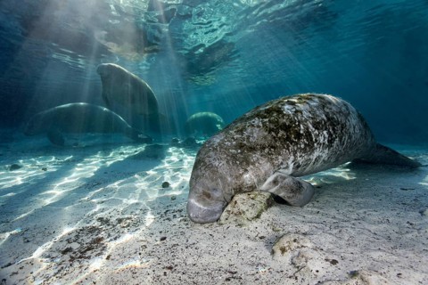 Group of West Indian manatees or sea cows
