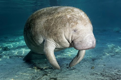 West Indian manatee or sea cow