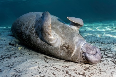 West Indian manatee or sea cow
