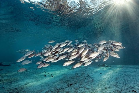 Shoal of gray snappers
