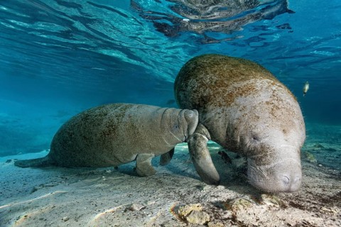 West Indian manatee or sea cow