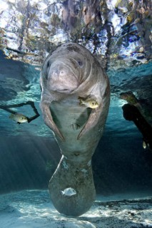 West Indian manatee or sea cow
