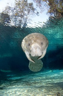 West Indian manatee or sea cow