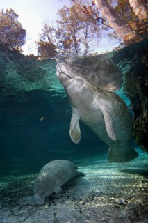 Two West Indian manatees or sea cows