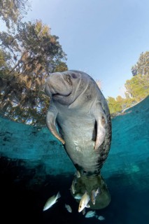 West Indian manatee or sea cow
