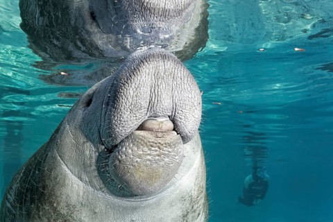 West Indian manatee or sea cow
