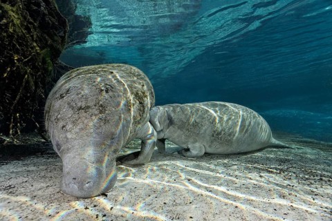 West Indian manatee or sea cow