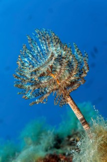 Mediterranean fanworm