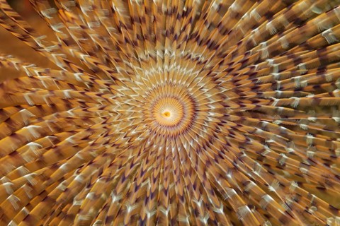 Head of a Mediterranean fanworm