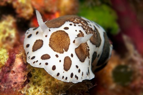 Nudibranch