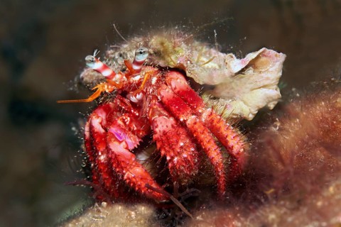 Large red hermit crab