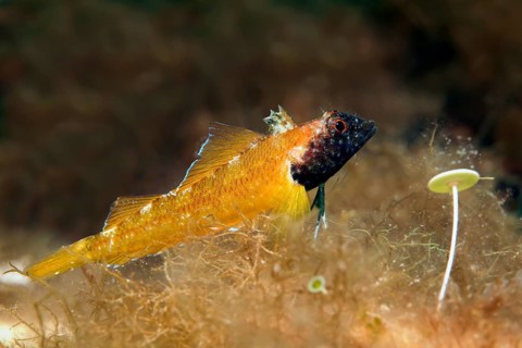 Blenny