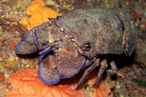 Mediterranean slipper lobster