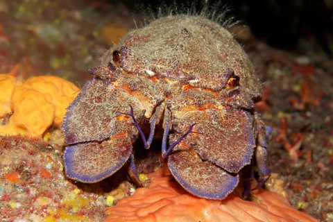 Mediterranean slipper lobster