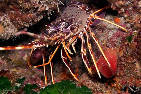 European spiny lobster