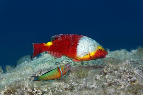 Mediterranean parrotfish