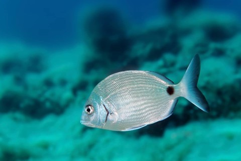 Common two-banded seabream
