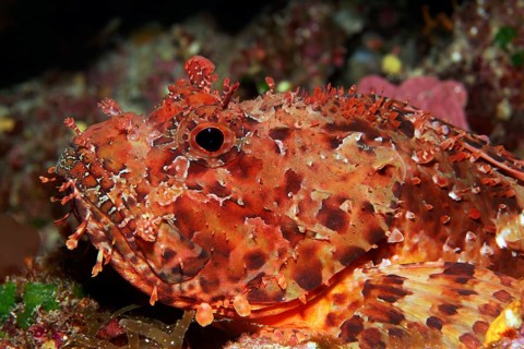 Red scorpionfish