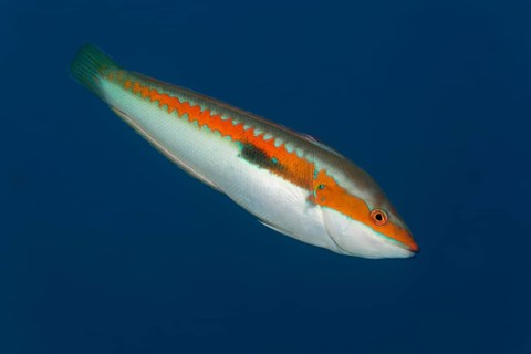 Mediterranean rainbow wrasse