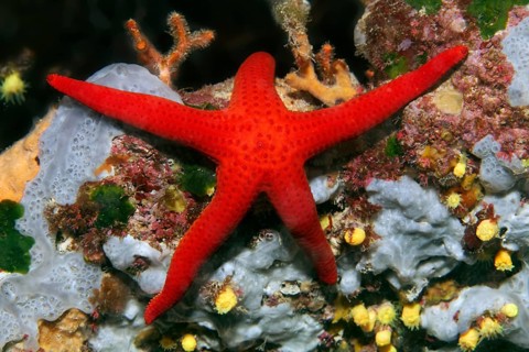 Red starfish