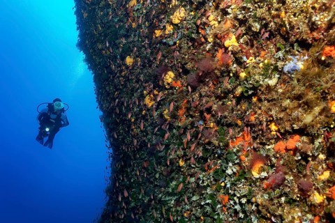 Diver by a vertical rock face