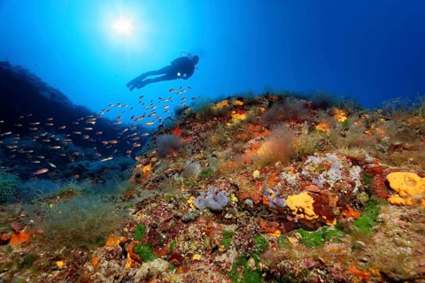 Diver by a vertical rock face