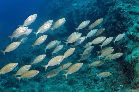 Salema porgy