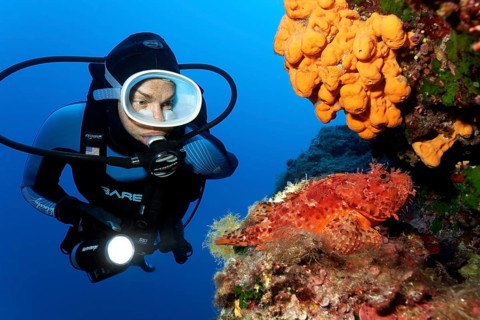 Diver observing a red scorpionfish