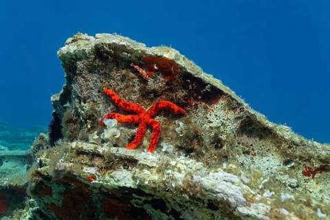 Red starfish