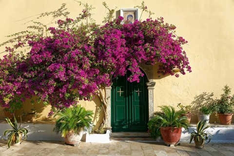 Courtyard door and bougainvillea