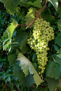 White grapes